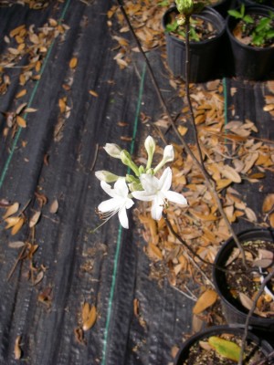 Swamp Azalea